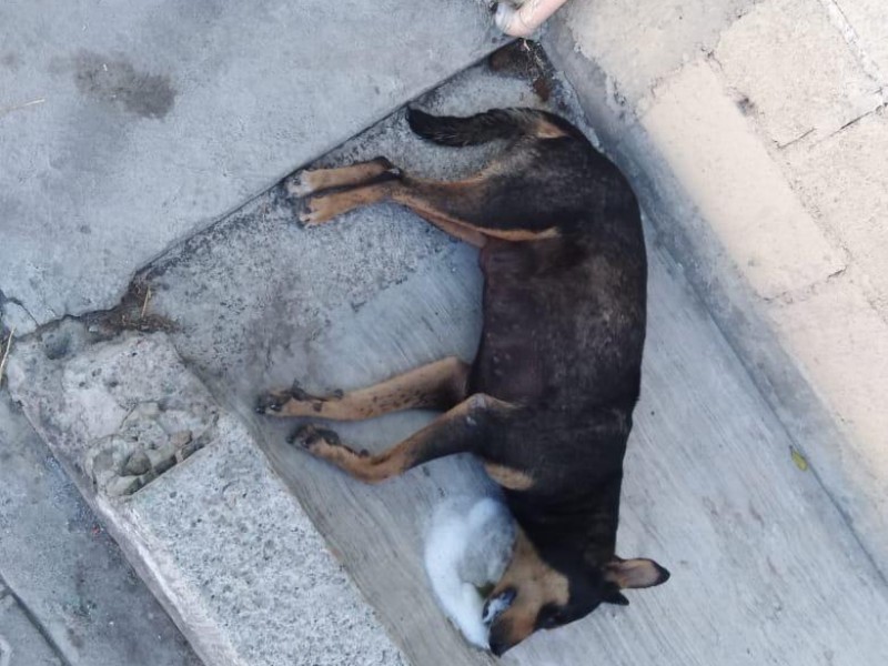 Envenenan a 15 perros en colonia de Atlixco