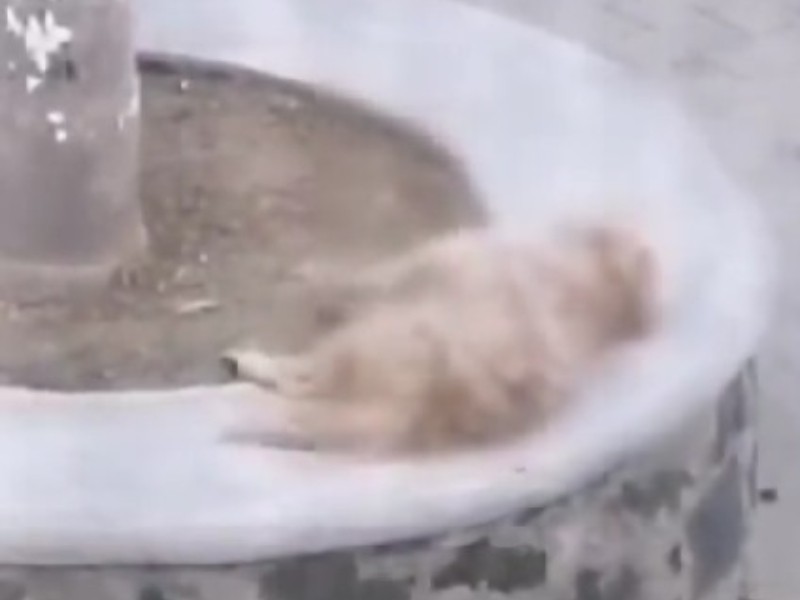Envenenan a animales en Tianguismanalco