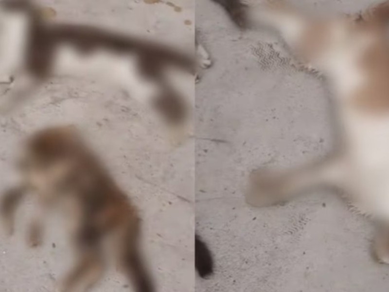 Envenenan a perros y gatos en San José Iturbide