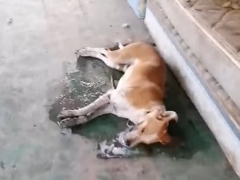 Envenenan a siete perros en albergue ubicado en Comala