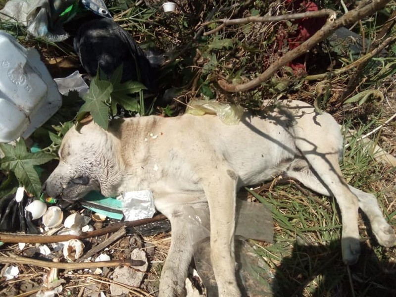 Envenenan a una docena de perros en Maravatío