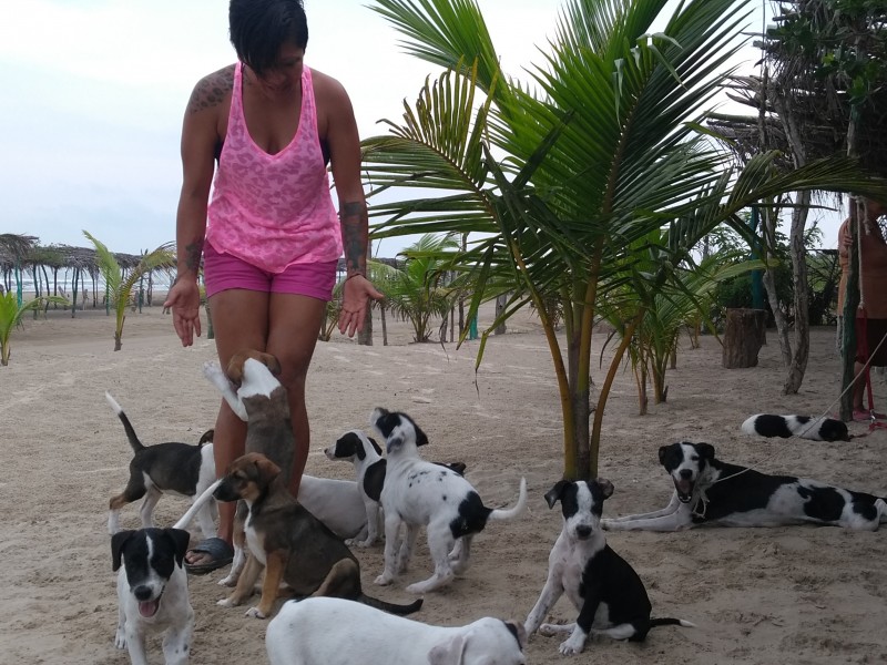 Envenenan perros en la playa