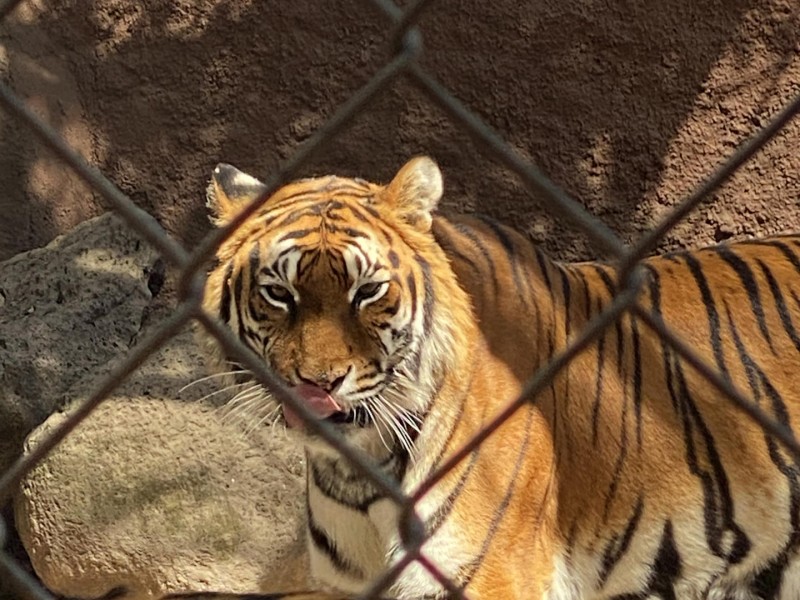 Enviarán 200 tigres a India para evitar extinción
