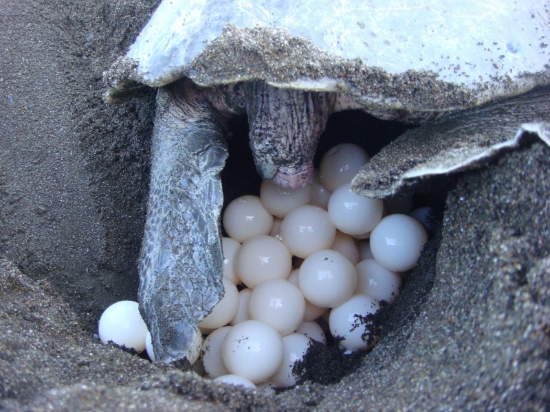 Erosión de playas podría afectar desove de tortuga