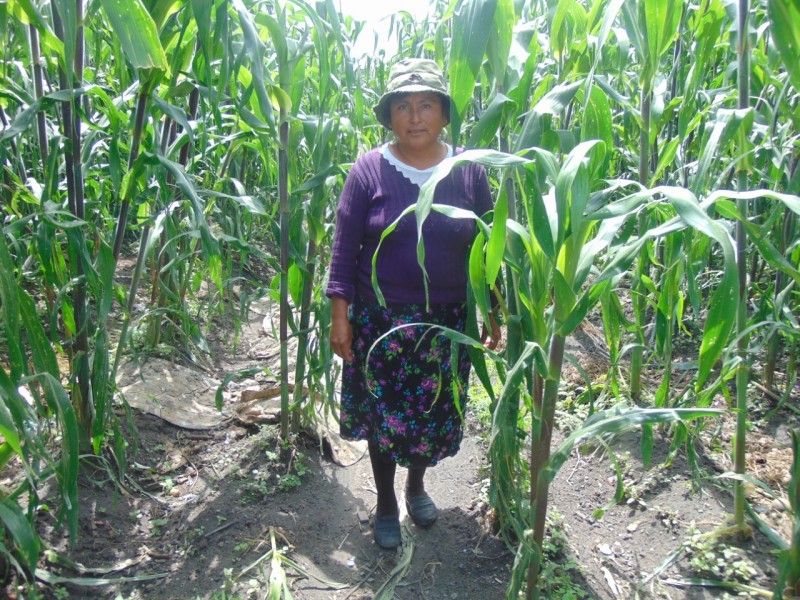 Erradicar pobreza alimentaria, reto de la agricultura