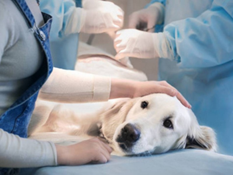 Es el Día Mundial de la Esterilización Animal