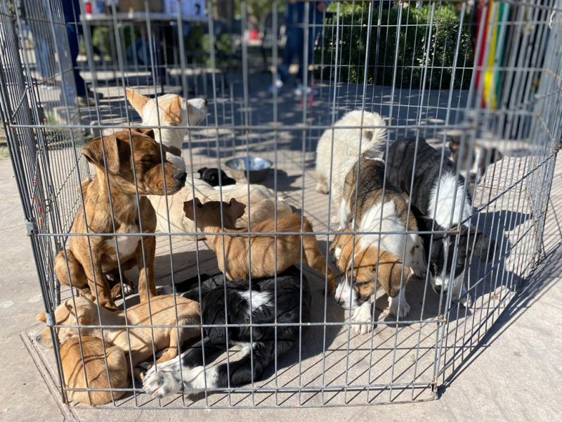 Es este jueves 4ta. Jornada de Adopciones CCA