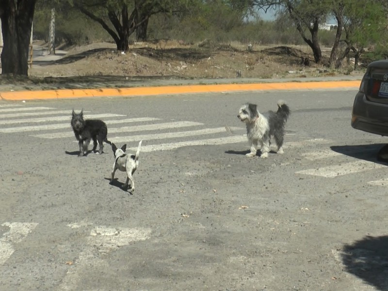 Es importante apoyar a los perros en situación de calle