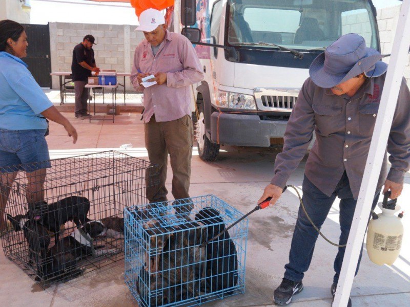 Es importante proteger a las mascotas de garrapatas: Salud Pública