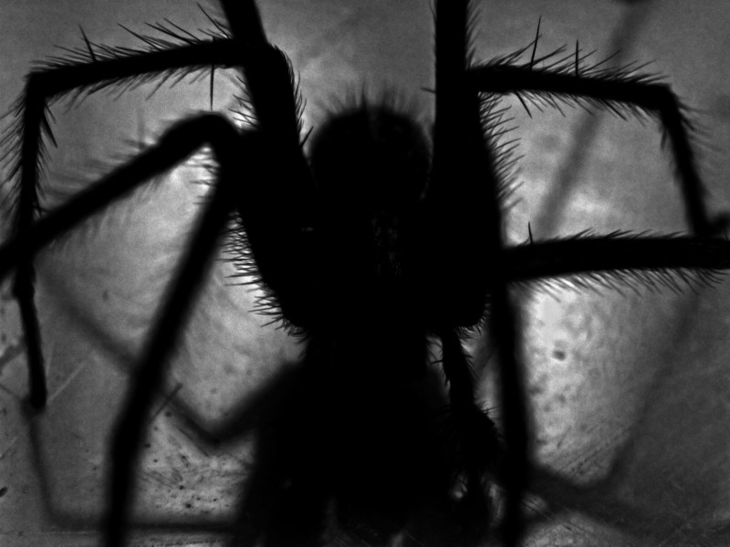 ¿Es posible tragarnos una araña mientras dormimos?