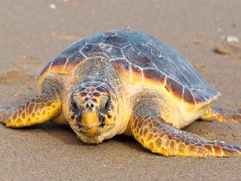Es urgente la protección de la tortuga amarilla: CEMDA