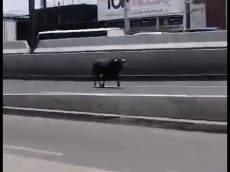 Escapa Toro  de Plaza Sta. María y muere atropellado