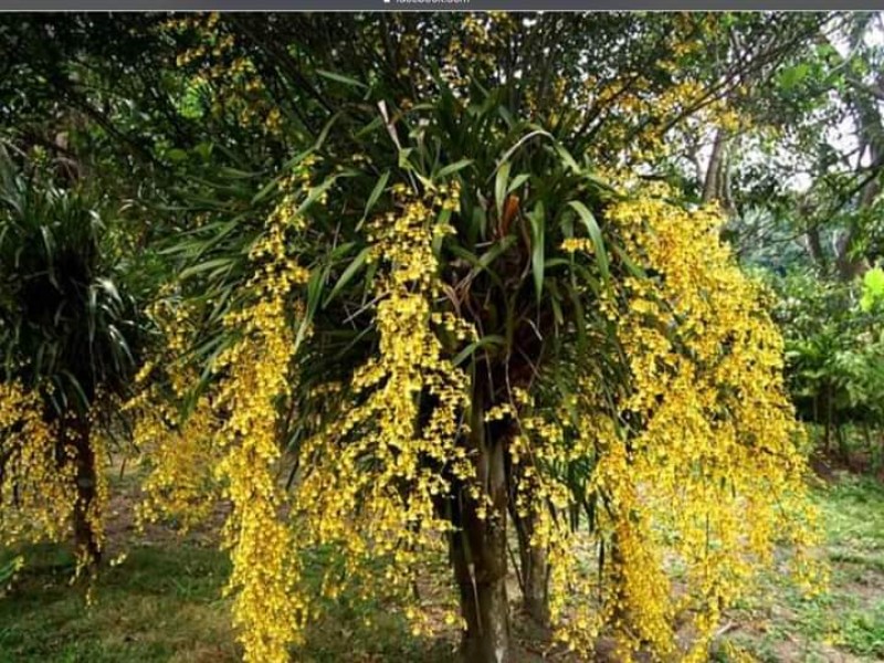 Escasa flor de la  Santa Cruz este año: Florerías