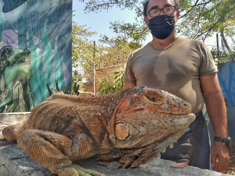 Escasean iguanas negras en el Istmo de Tehuantepec