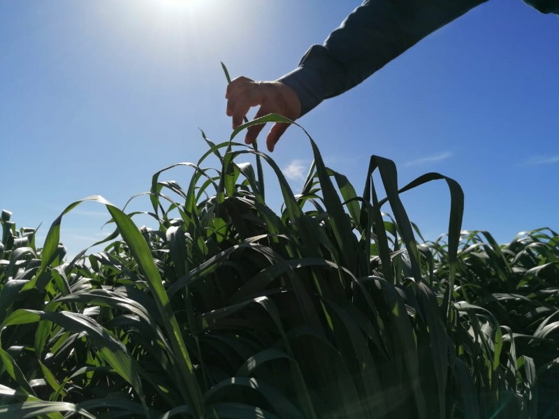 Escasez de agua afectará producción de alimentos