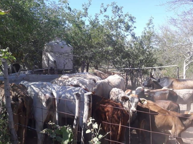 Escasez de agua y alimento afecta a ganaderos