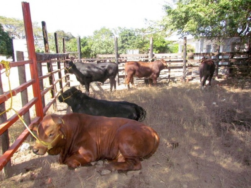 Escasez de lluvia afecta a ganaderos en el istmo
