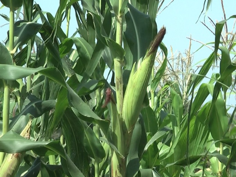 Escasez de lluvias afecta a productores de maíz en Tuxpan