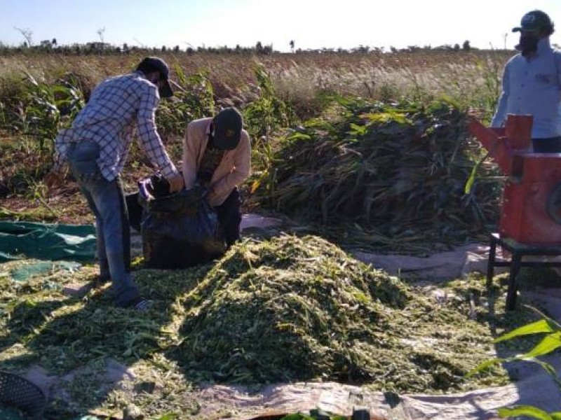 Escasez de lluvias afecta crecimiento de forraje para ganado