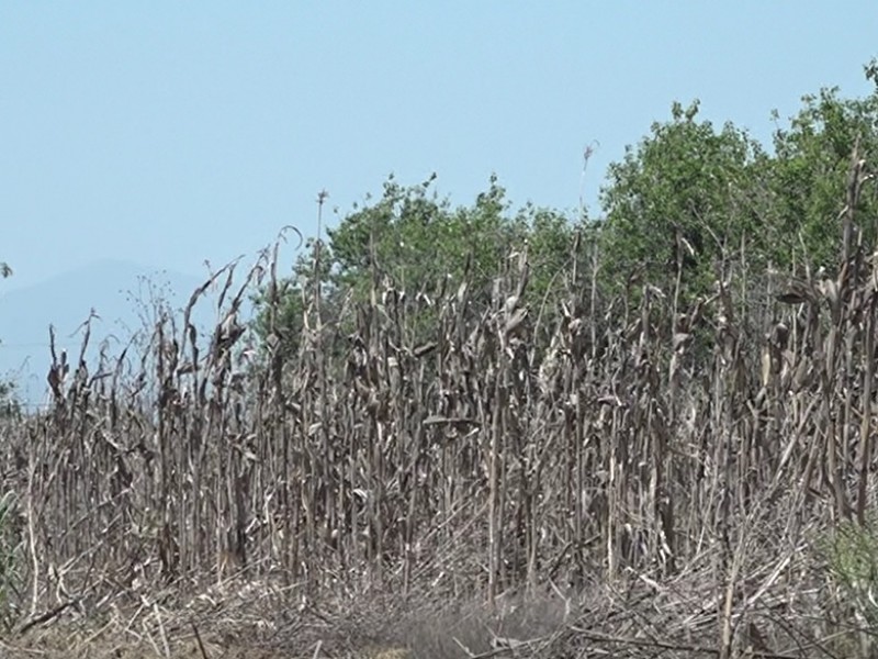 Escasez de lluvias, reduce producción agrícola en Puebla