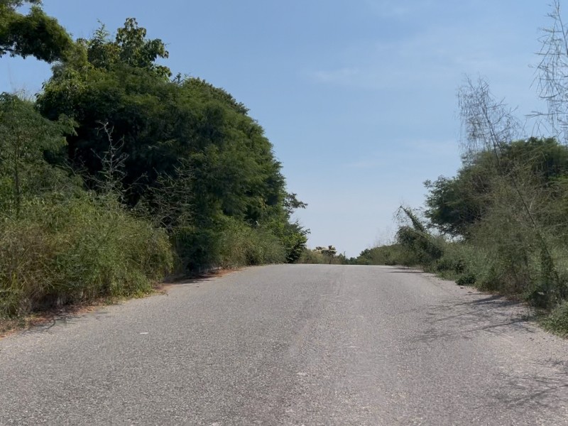 Escénica Riscalillo invadida de maleza; transportistas piden limpieza por riesgo de accidentes