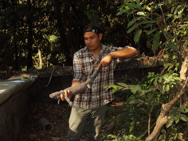 Escorpión Negro en riesgo de desaparecer en Chiapas