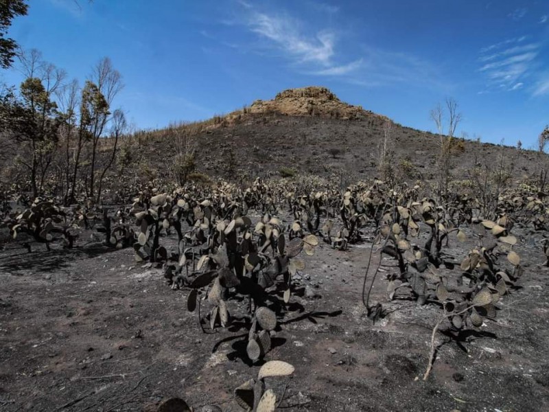 Especialistas aseguran no es apto reforestar la bufa.