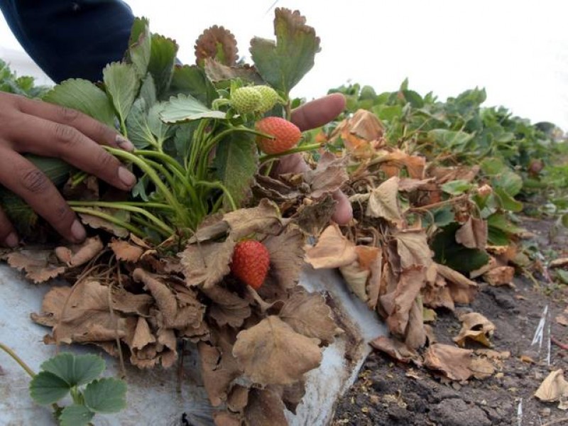 Especialistas consideran necesario reforzar vigilancia en planta madre de fresa