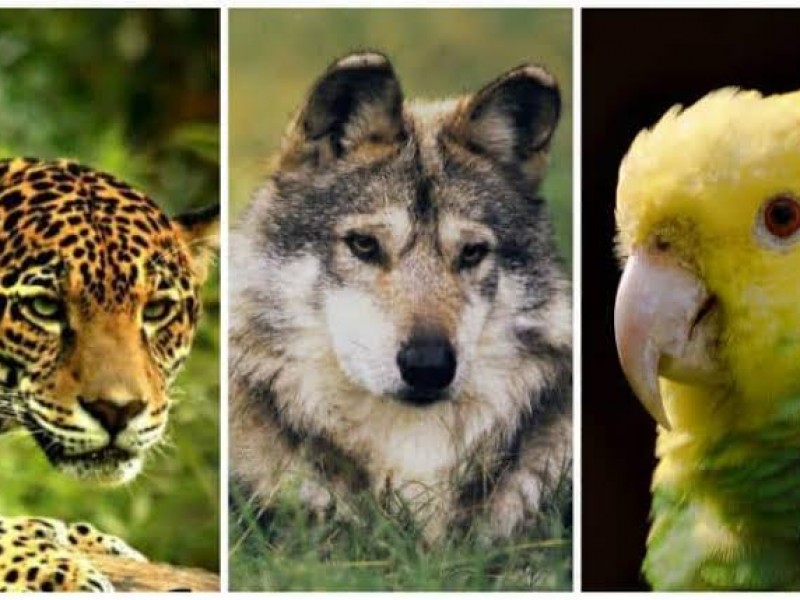 Especies en peligro de extinción, ¿Quién las protege?