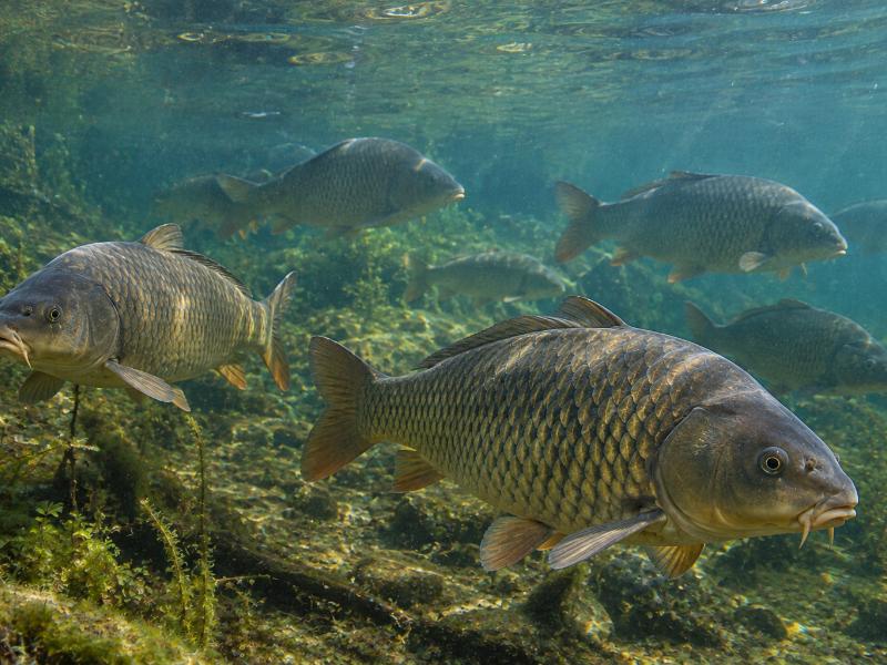 Especies invasoras bajo el agua: las carpas
