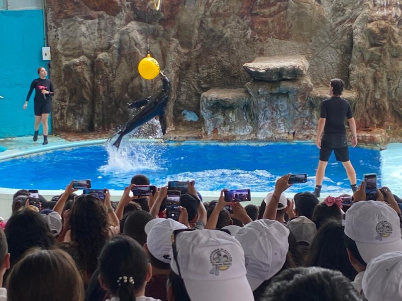 Espectáculos de lobos marinos regresa a mediados de agosto