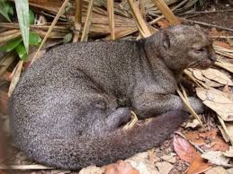 Espera Centro Ecológico traslado de onza herida