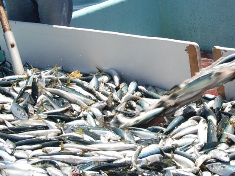 Esperan buen cierre de temporada de sardina