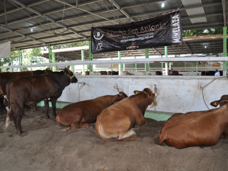 Esperan ganaderos derrama económica durante exposición ganadera