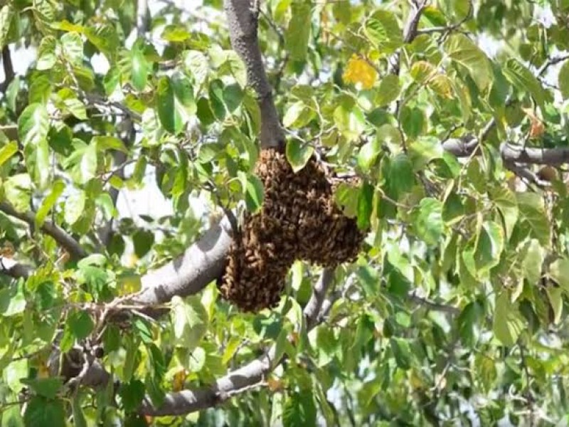 Esperan la llegada de abejas africanas