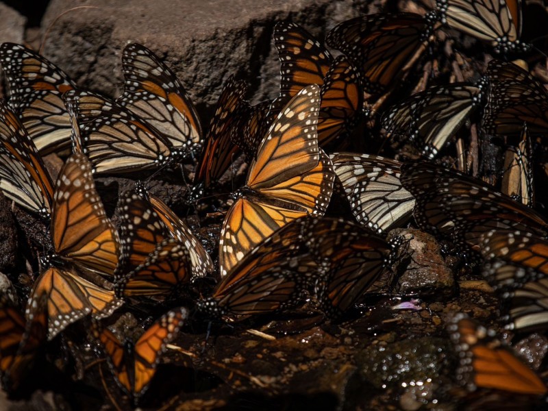 Esperan medio millón de visitantes en santuarios de mariposa monarca