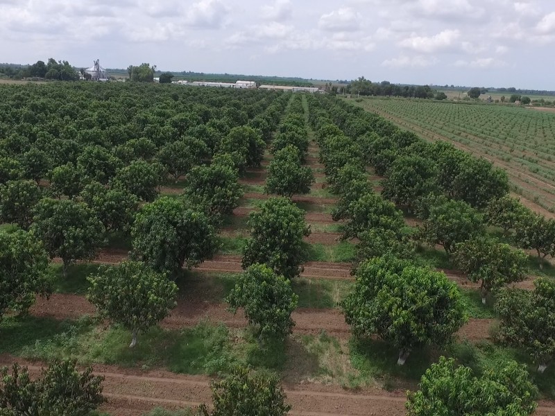 Esperan producción récord de mango