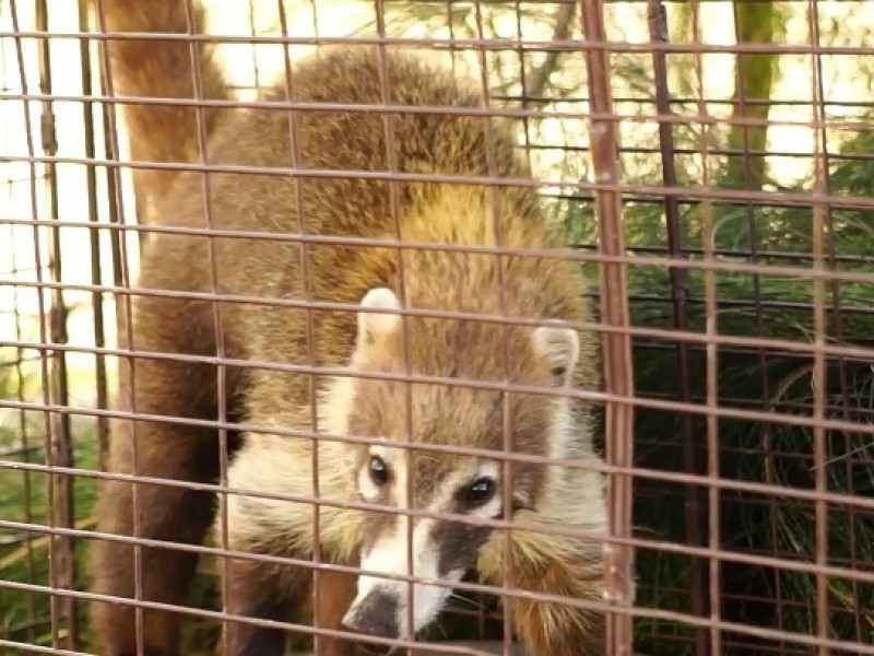 Esperan que propietario de coatí lo reclame