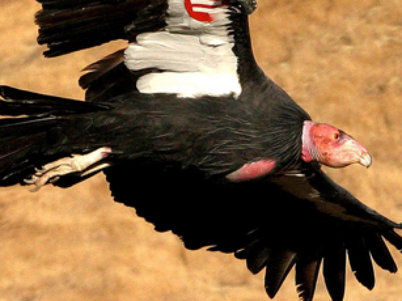 Esperan que una vacuna proteja al Condor de California