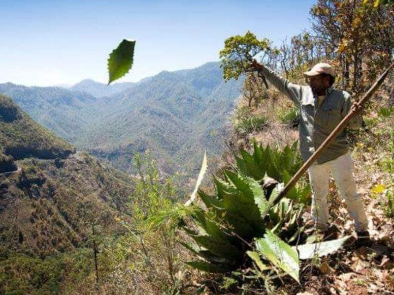 Esperan recuperar venta del mezcal en temporada alta