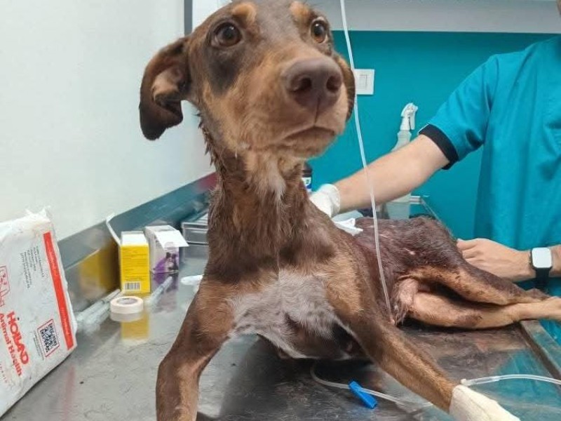 Esta mejorando Esperanza;la perrita que recibió un balazo esta tarde en Culiacán