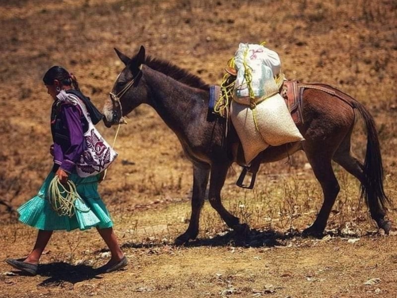 Está muriendo ganado a causa de sequía en sierra nayarita