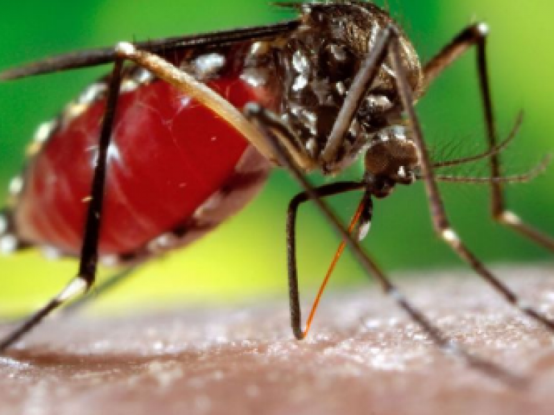 Esta semana se presentaron 3 casos de dengue