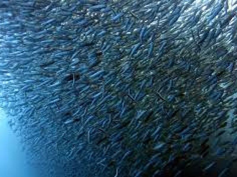 Estabilidad en industria sardinera: CANAINPES