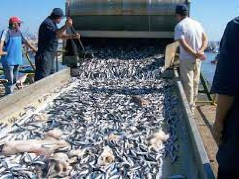 Estable se mantiene captura de sardina en Sonora