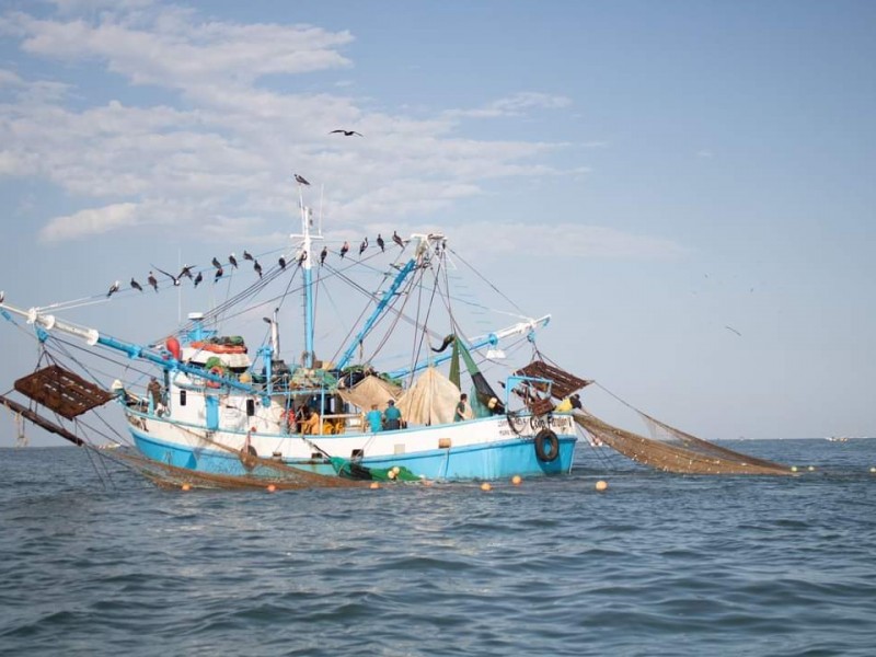 Establece Conapesca fecha para veda camaronera