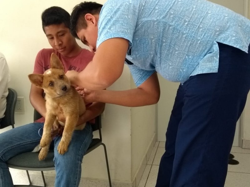 Establecen metas para disminuir perros callejeros