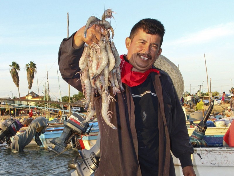 Establecen Veda a la pesca del camarón en el Pacífico