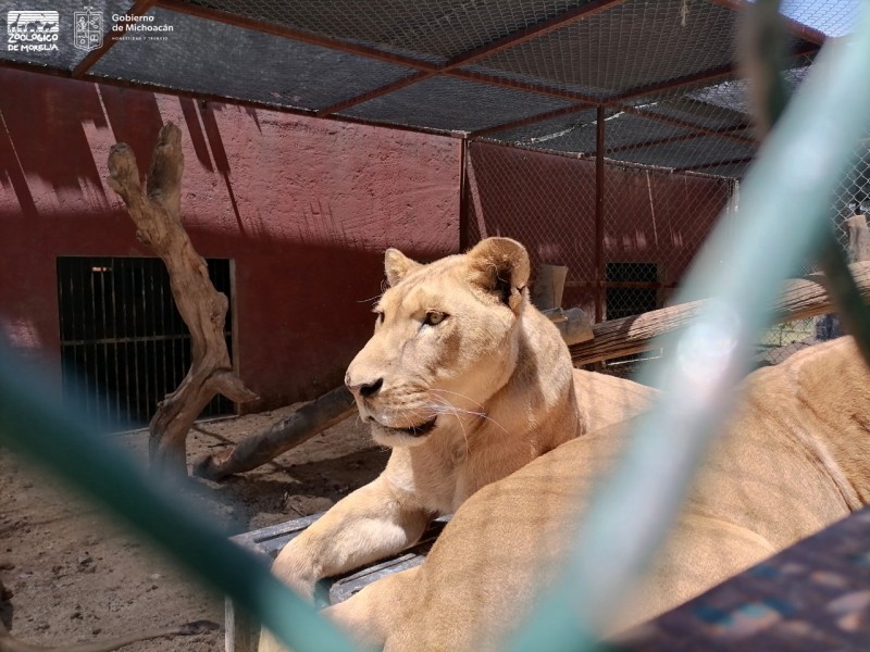 Estables, felinos rescatados del Ajusco que se encuentran en Morelia