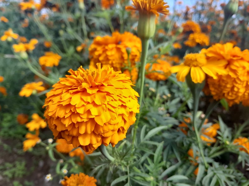 Estado de México,  gran productor de flor de cempasúchil